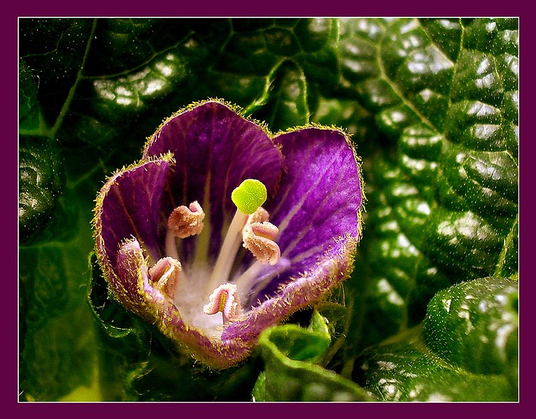 Мандрагора мандрагора Mandragora turcomanica