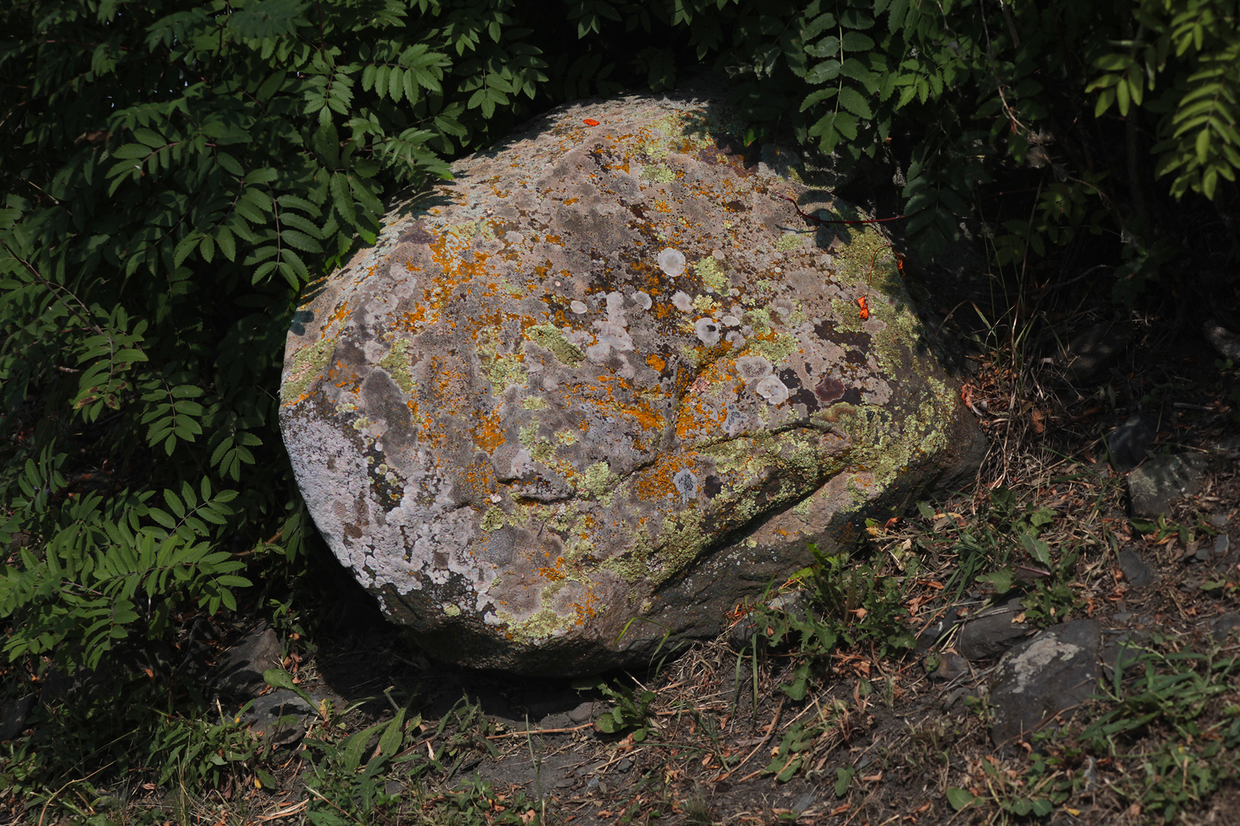 Лишайник 