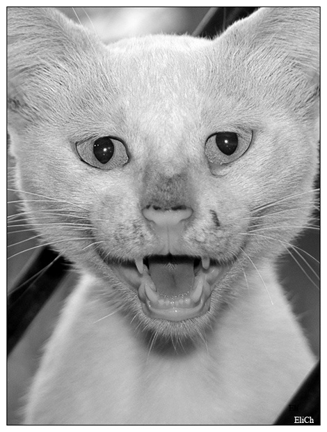 Кормящая мать 