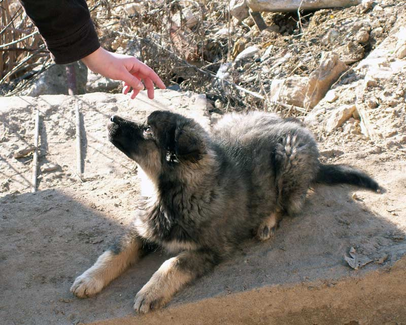 Щенок 