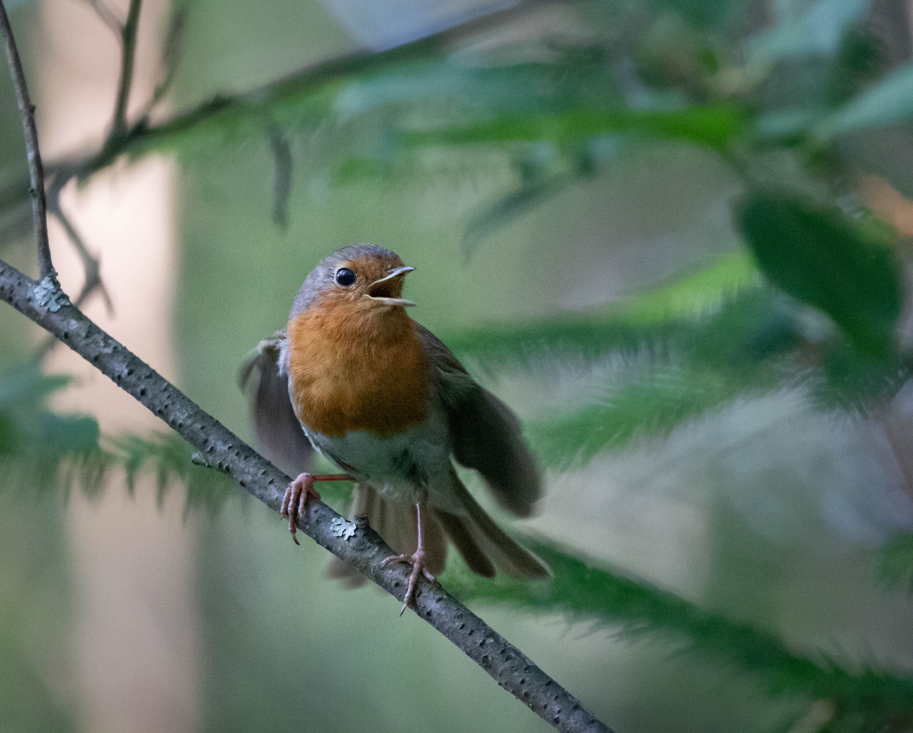 Караул! зарянка robin