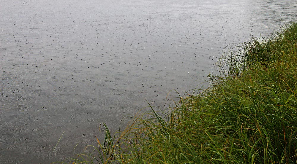 The Sound of the Rain река дождь трава