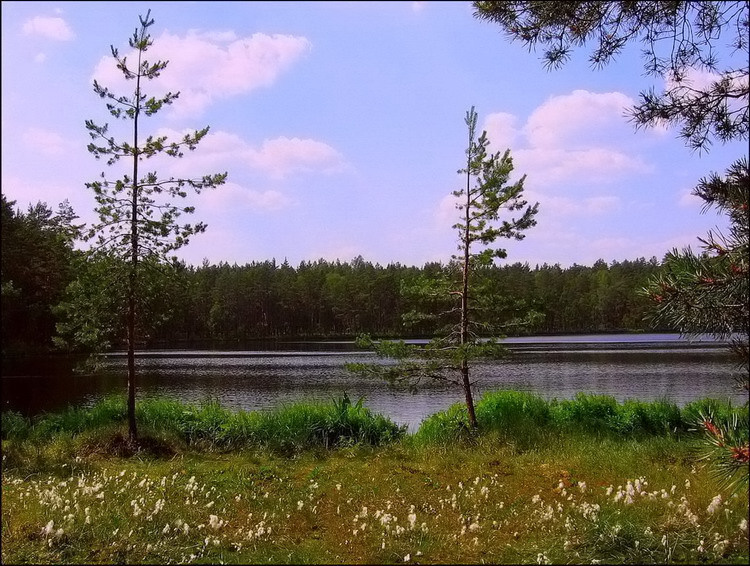 лесное озеро 