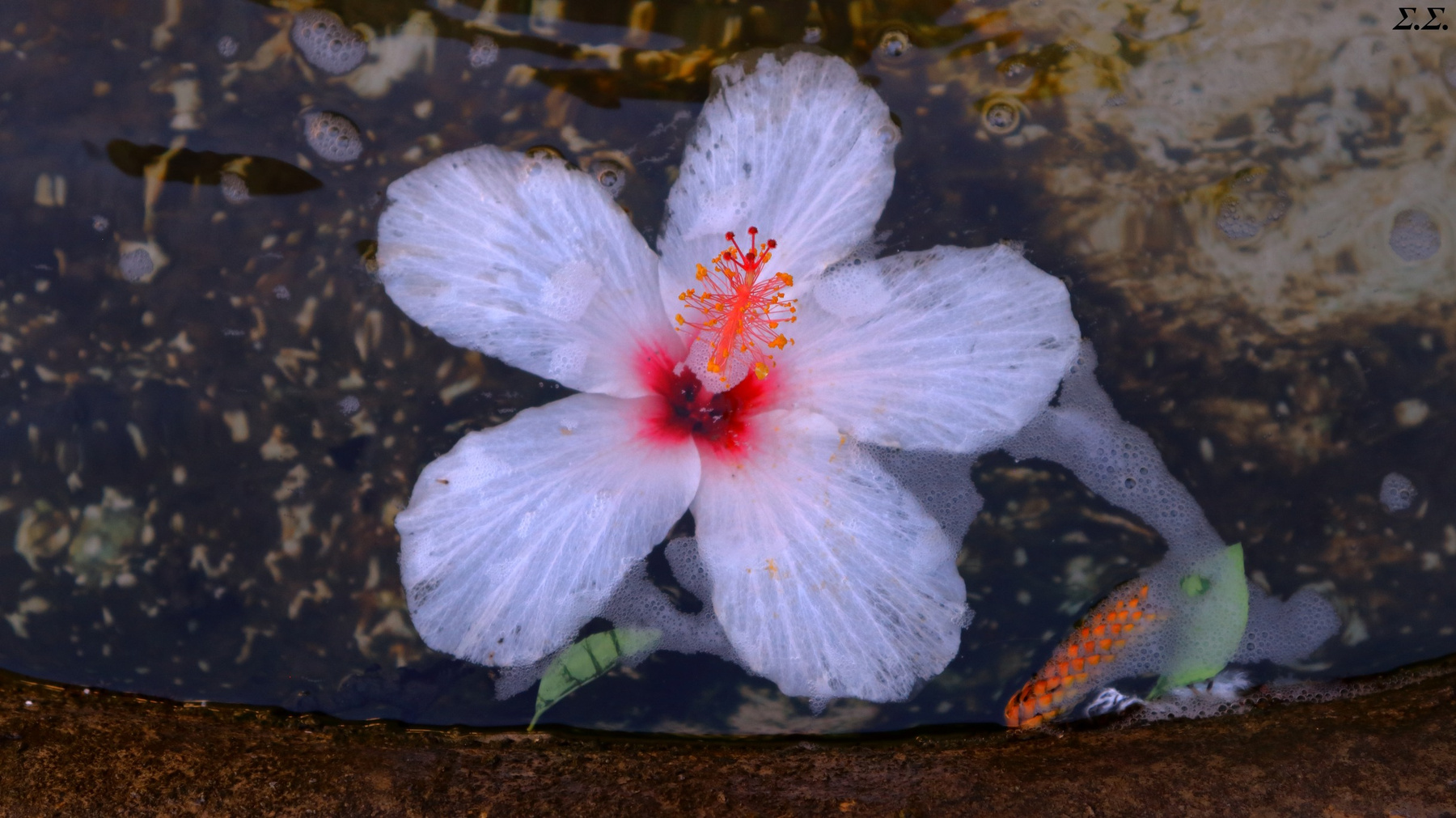 SWAMPED FLOWER 