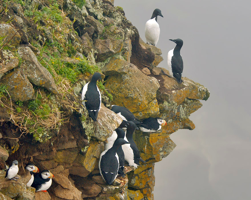 Кусочек птичьего базара Thick-billed Murre, Uria aalge, Horned Puffin, Fratercula corniculata, Least Auklet, Aethia pusilla, Остров Св. Георгия, о-ва Прибылова, Crested Auklet, St. George Island, the Pribilofs, Bering Sea, Alaska