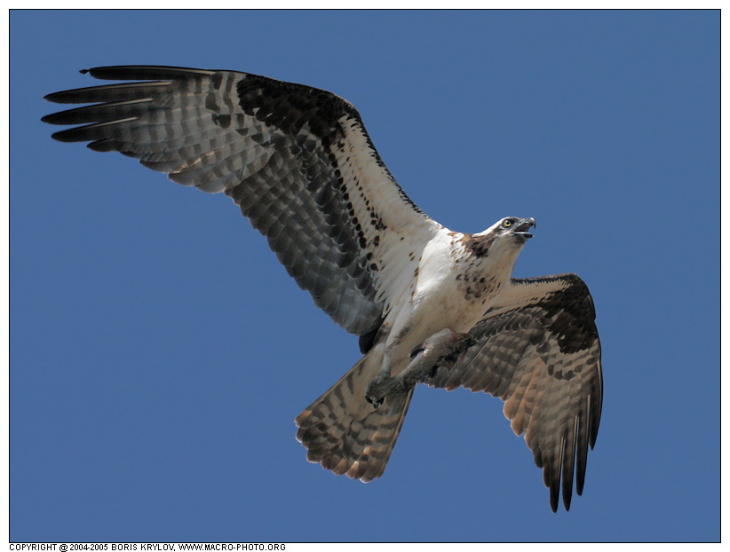 Скопа скопа osprey