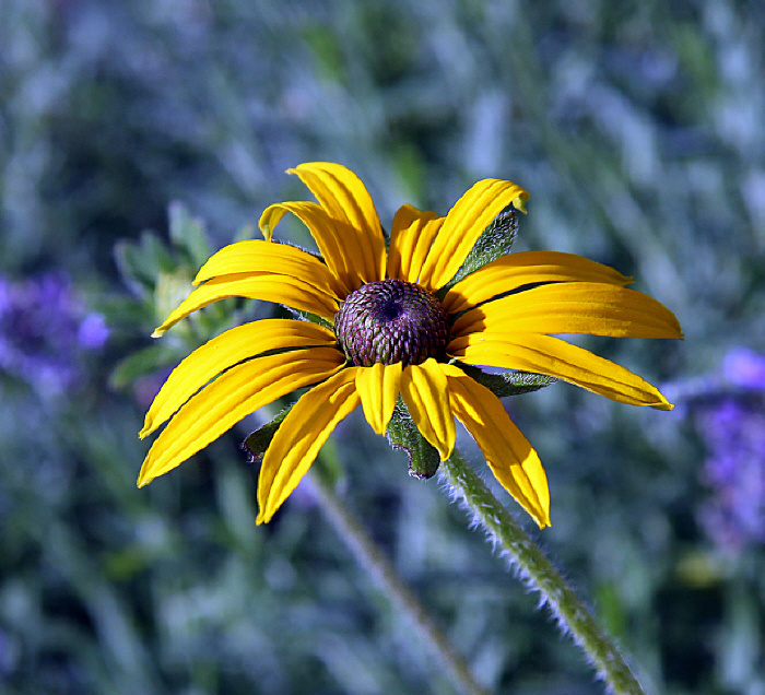 in the sun  yellow flower