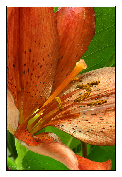 **Open out** macro lily flowersMy