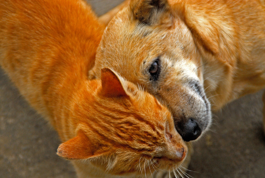 Рыжие друзья-2 Кошка, собака,друзья