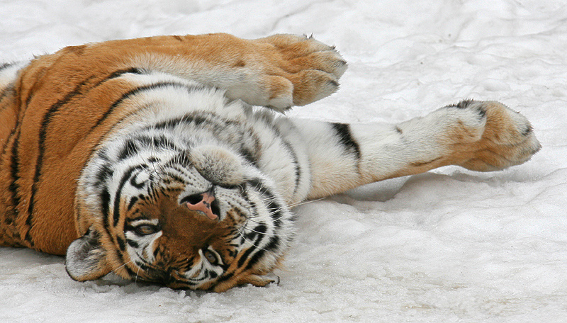 Большие кошки. Водитель, примите вправо! кошкофото большие кошки тигр тигра амурская снег лежит