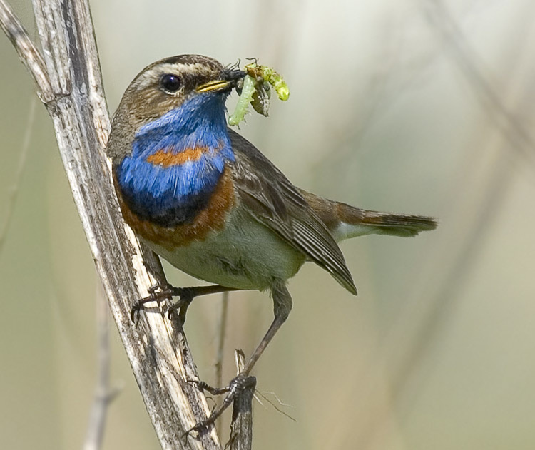 ВарАкушка в быту Варакушка, Bluethroat, Luscinia svecica