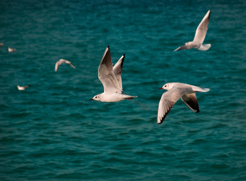 полёт abu dhabi uae emirates birds эмираты абу даби птицы