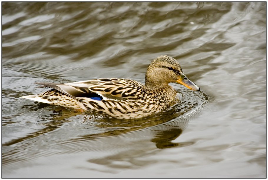 ducky 