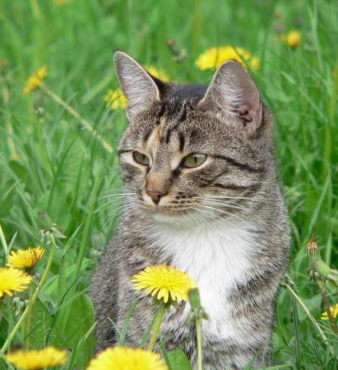 Кнопка Кошки