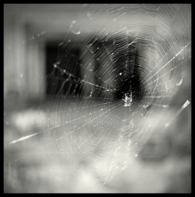 web 