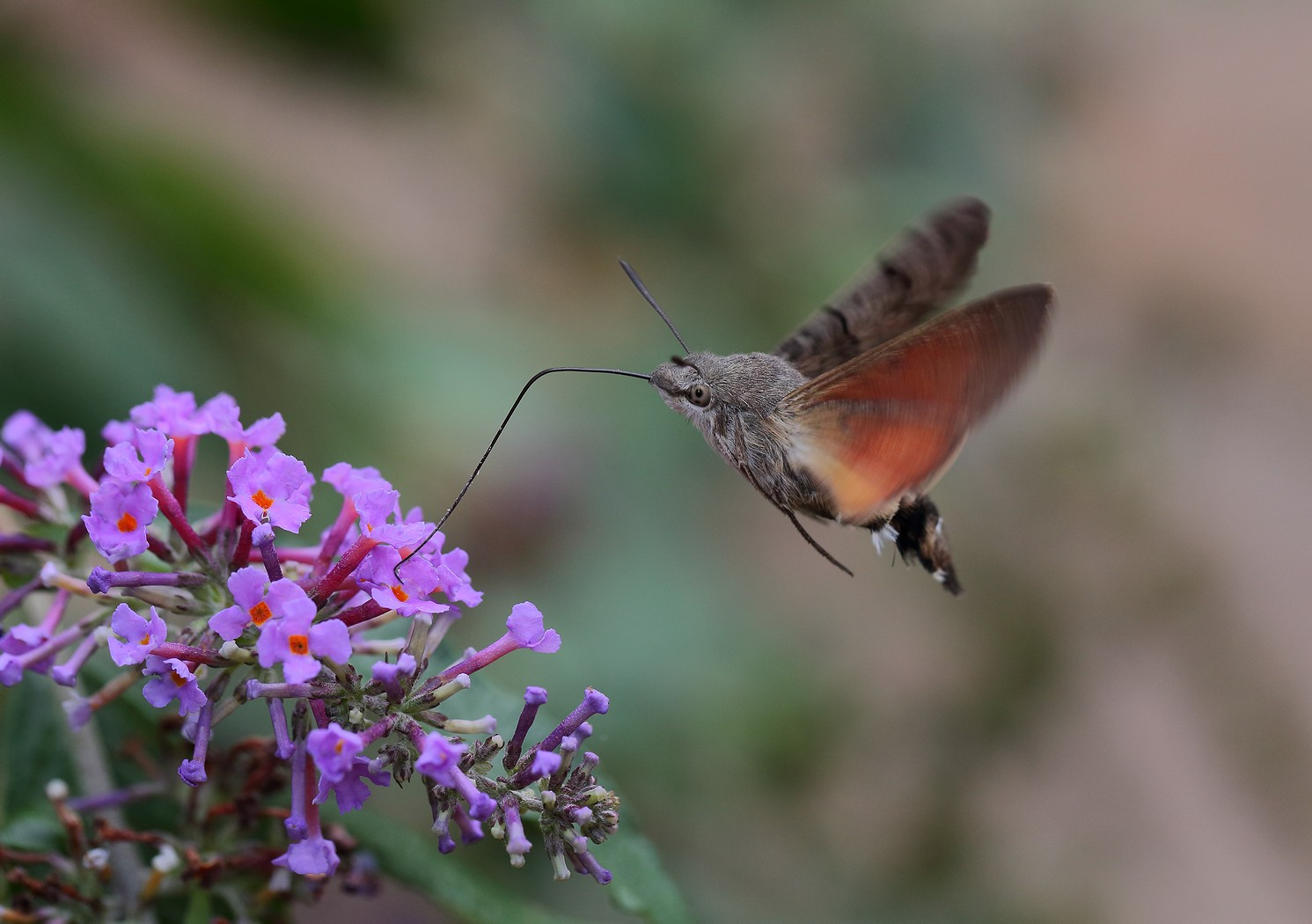 Обед на лету языкан обыкновенный Macroglossum stellatarum полет обед