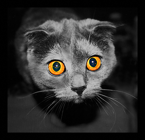 Кто здесь? кот