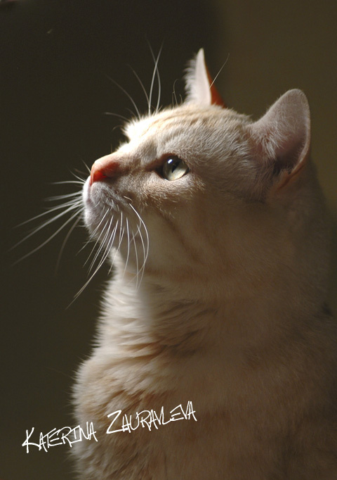 Мой любимый котик))) кот, свет, лампа