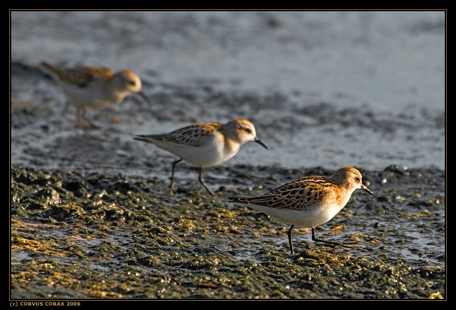 Кулик-воробей. 6 - Жатва Кулик-воробей Calidris minuta