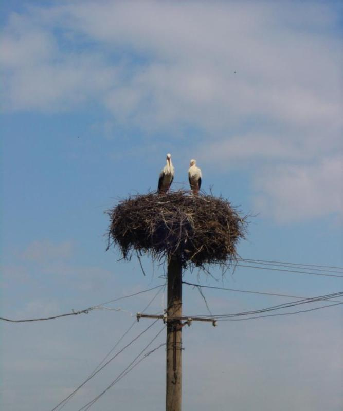 home.......sweet home аист