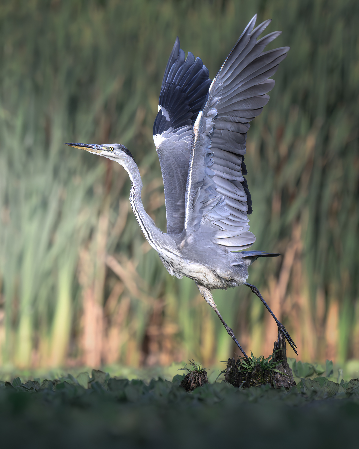 Серая цапля (Ardea cinerea) 