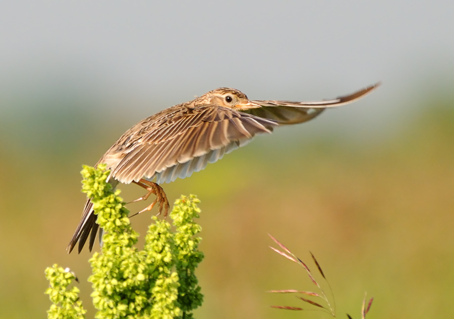 Улёт жаворонок, Lark, Alauda arvensis, улёт