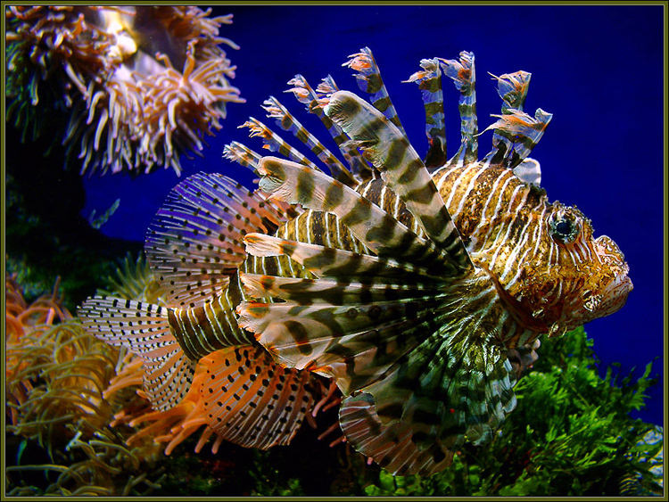 Pterois Volitans скорпена крылатка