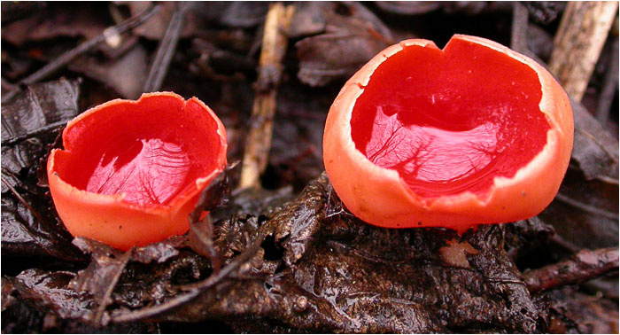 По маленькой на посошок? Sarcoscypha саркосцифа