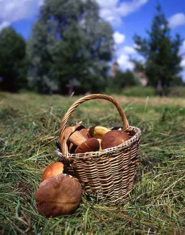 после прогулки грибы