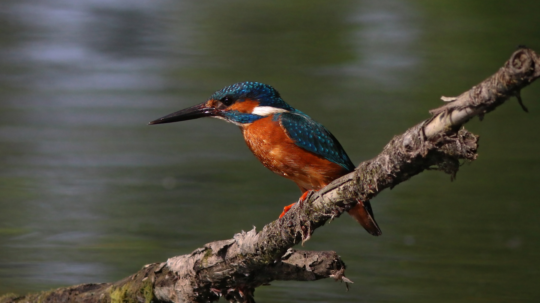 На любимой присаде Обыкновенный зимородок Alcedo atthis Common kingfisher