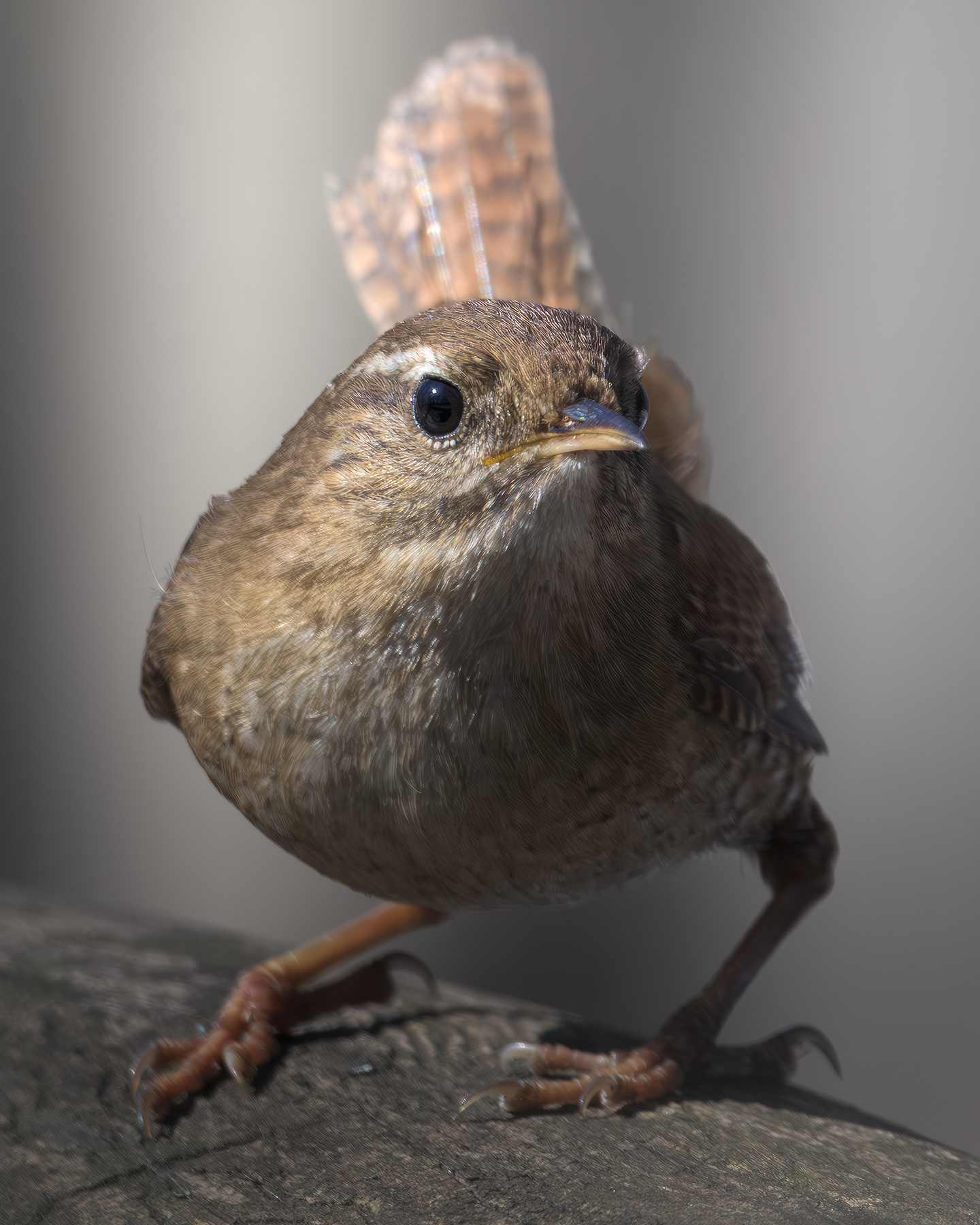 Крапивник (Troglodytes troglodytes) 