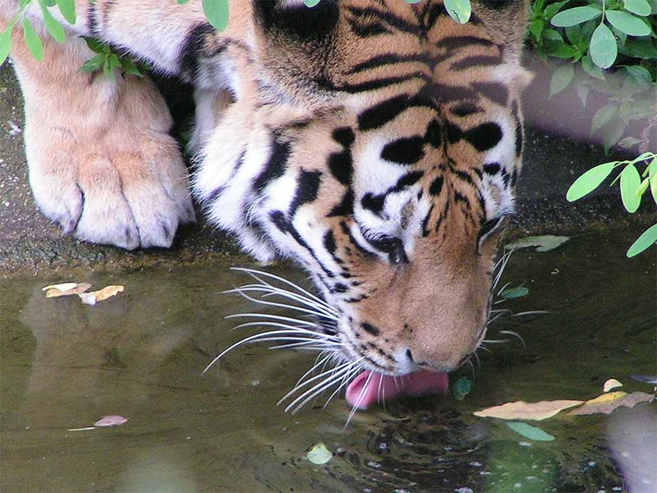 водопой тигр вода язык