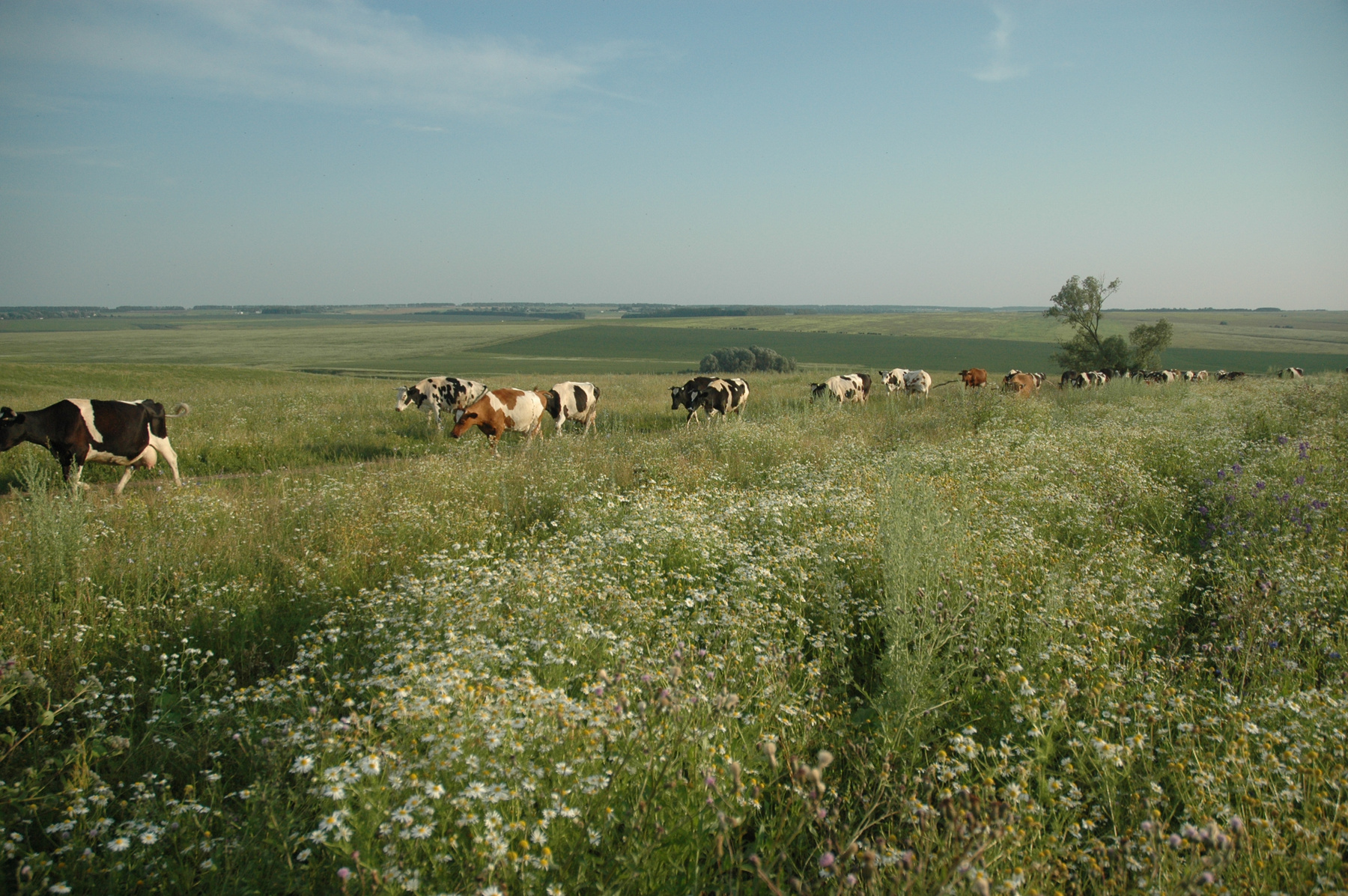 Чувашия. село Теннеево. С лугов. Чувашия