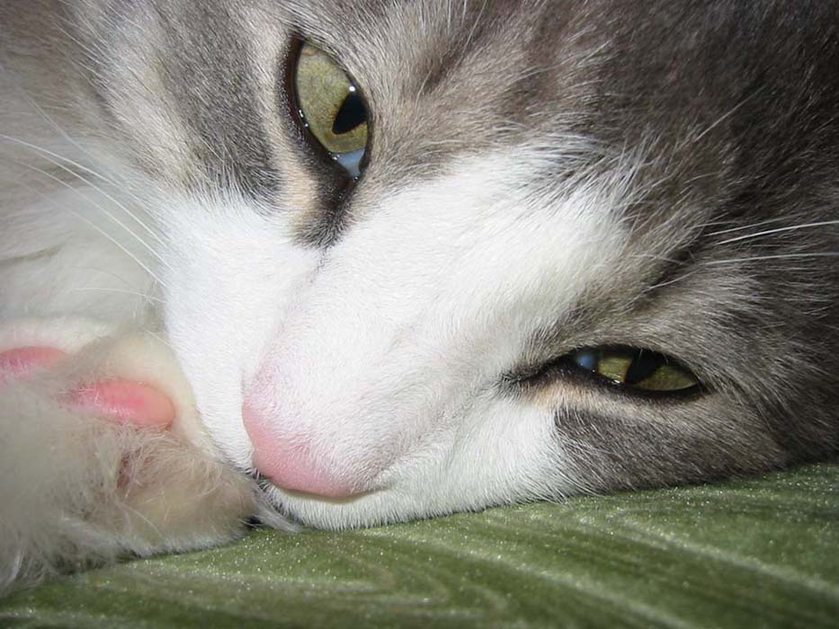 Полосатый сон Мурзик, кот, любимец