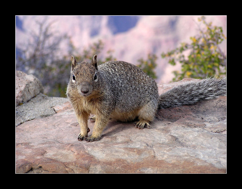 squirrel 
