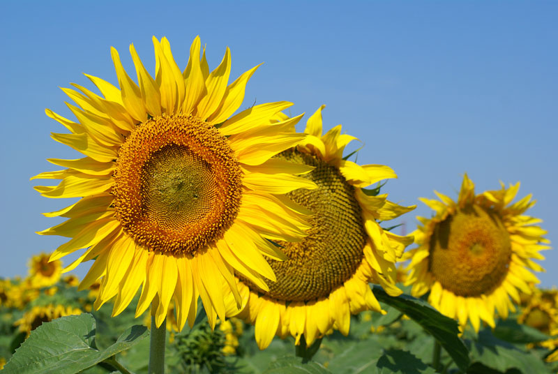 sunflowers 
