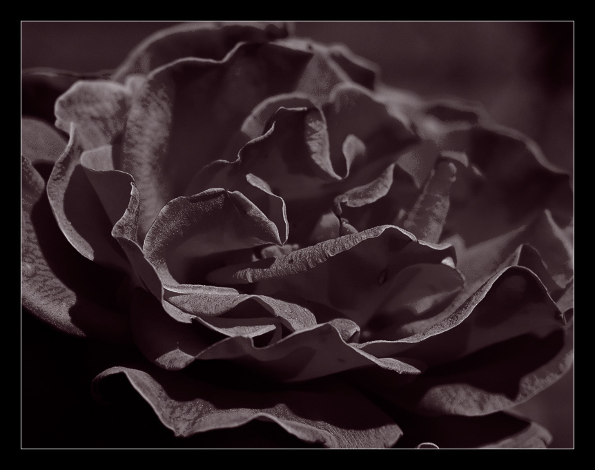 Бархат роза бархат готика тёмное лепестки