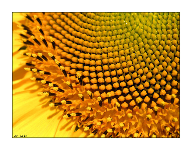 sun flower. 2. солнечный цветок подсолнух