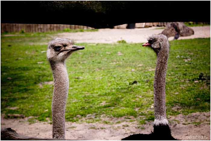 	Ostrich 