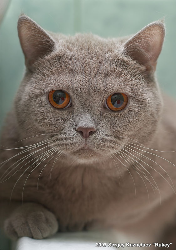 Маврик Маврик, британец, британская кошка