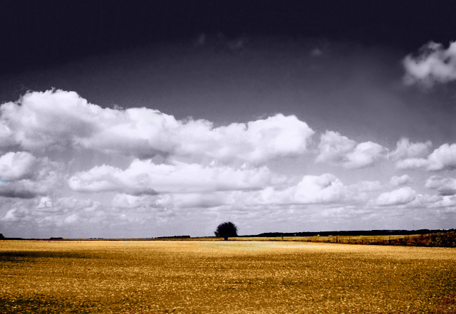 In The Middle Of Nowhere дерево, небо, земля