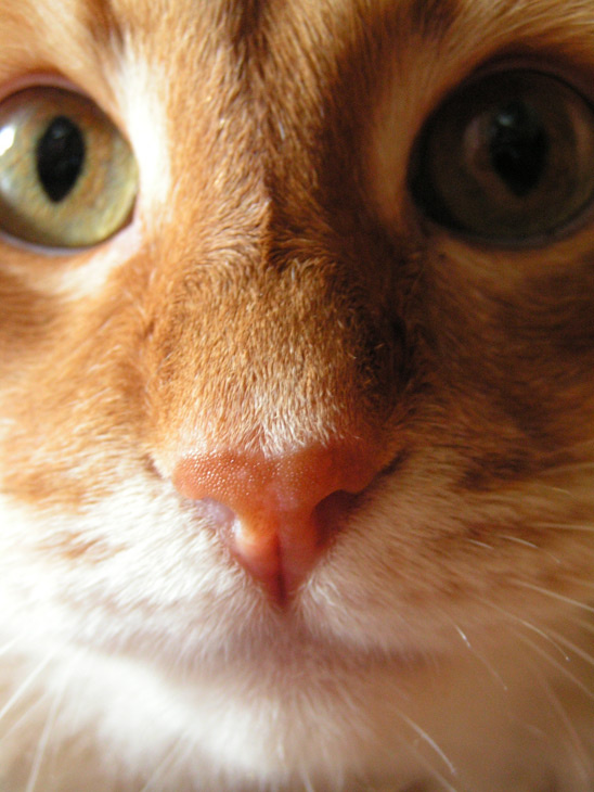 А че это вы тут делаете, а? кот рыжий red fox cat