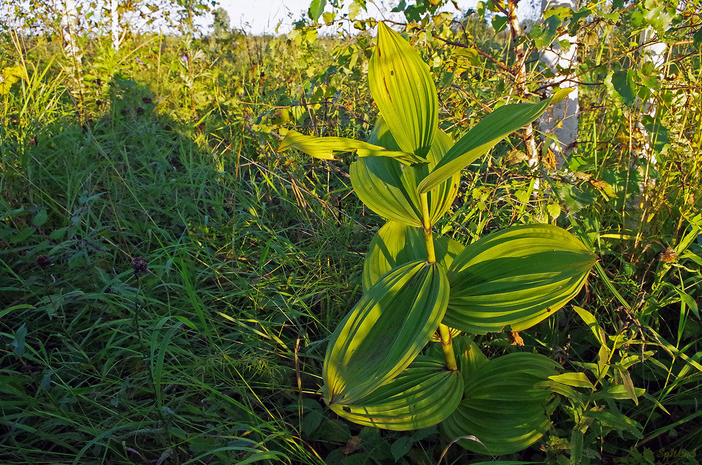 Купена низкая (Poligonatum humile) Poligonatum humile купена низкая лекарственные растения