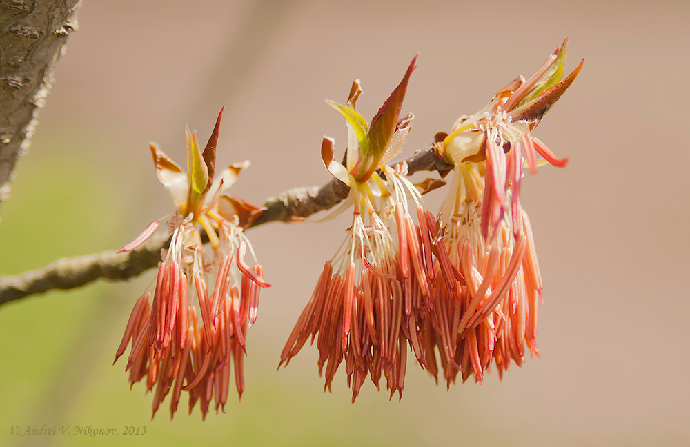 Цветущая эуптелия (Euptelea pleiospermum) 