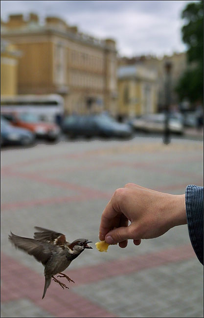 Коршун 