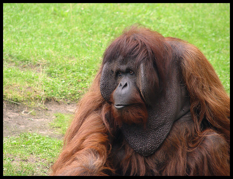 Философ (серия Berlin Zoo) Берлин Зоопарк Berlin Zoo