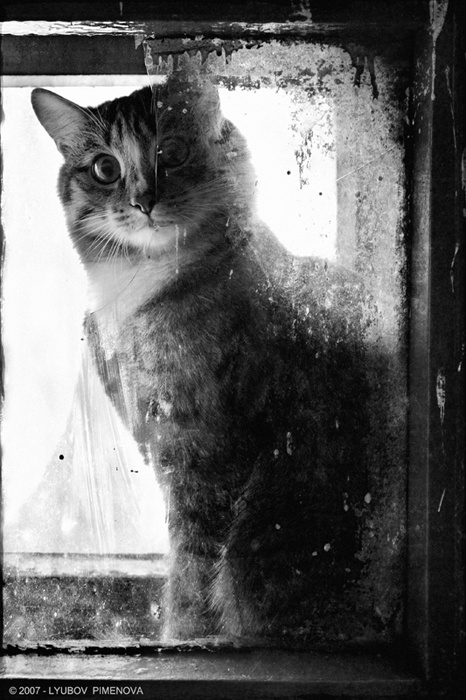 Котофота кот