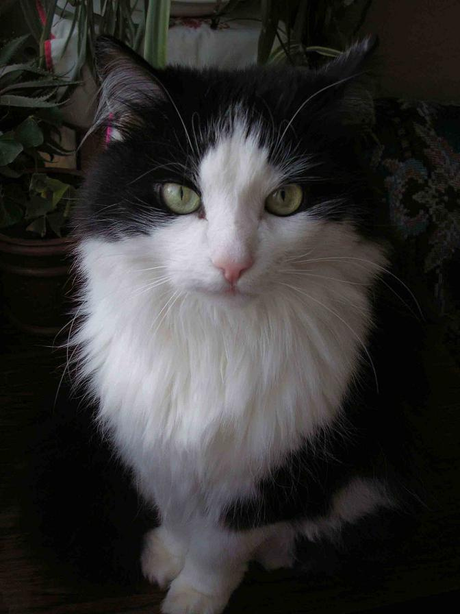 Стать Стать,кот, животные