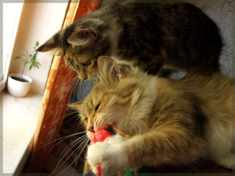Отдай игрушку! кошки