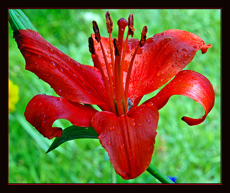 Lilium. 